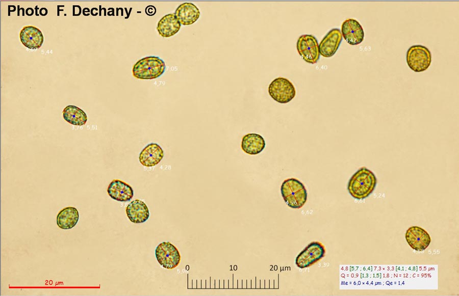 Hypocrea gelatinosa (Creopus gelatinosus)