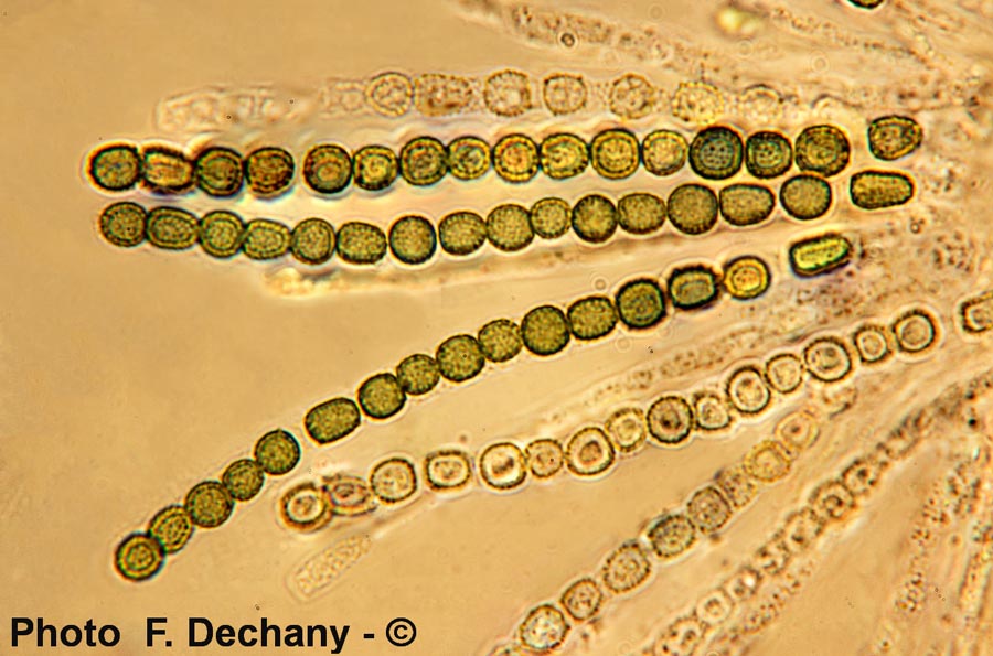 Hypocrea gelatinosa (Creopus gelatinosus)