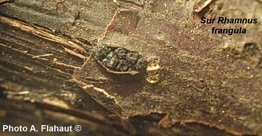 Cucurbitaria rhamni