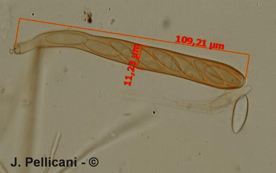 Cudoniella acicularis