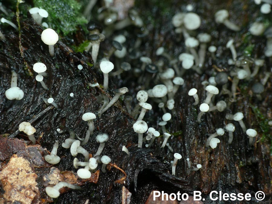 Cudoniella acicularis