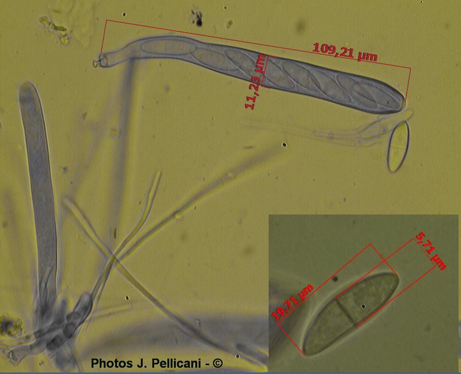 Cudoniella acicularis