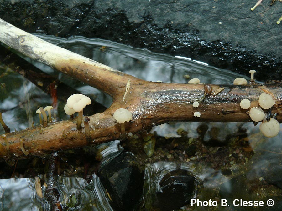 Cudoniella clavus