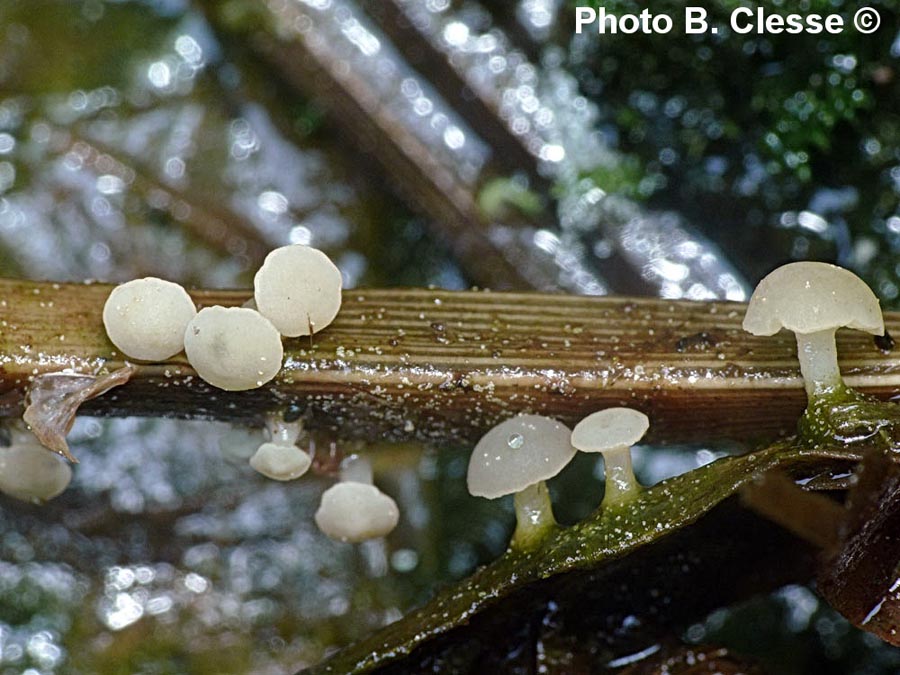 Cudoniella clavus