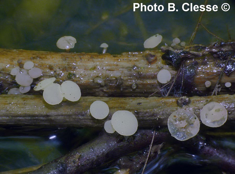 Cudoniella clavus