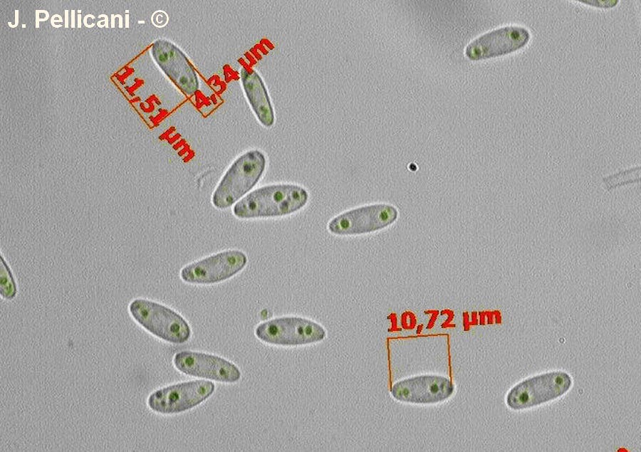 Cudoniella clavus