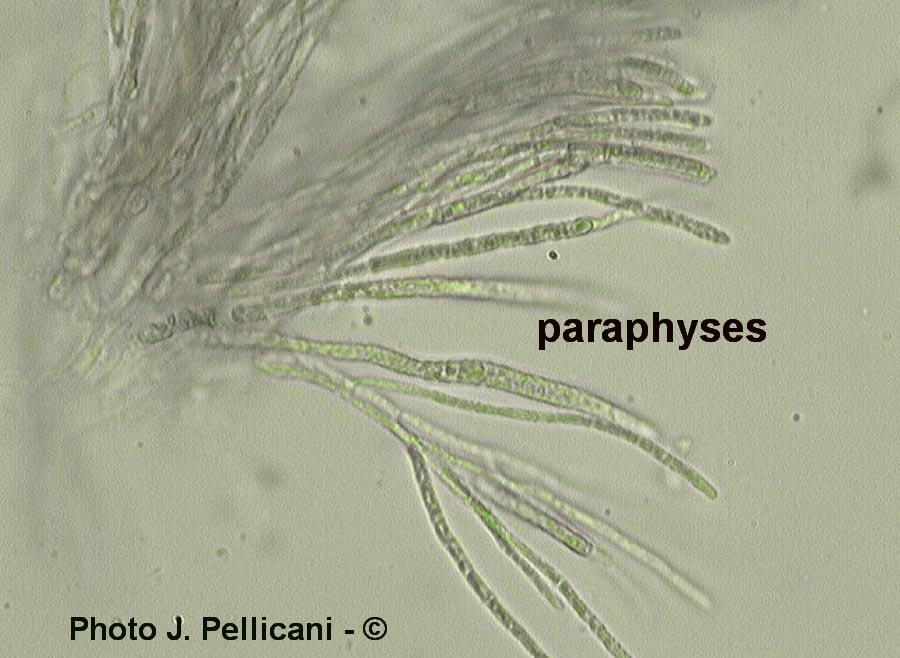 Cudoniella clavus