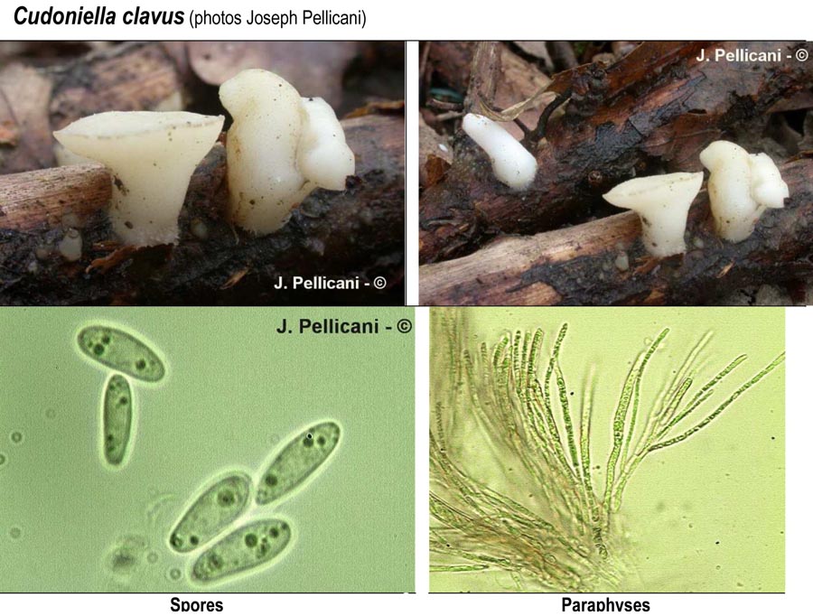 Cudoniella clavus