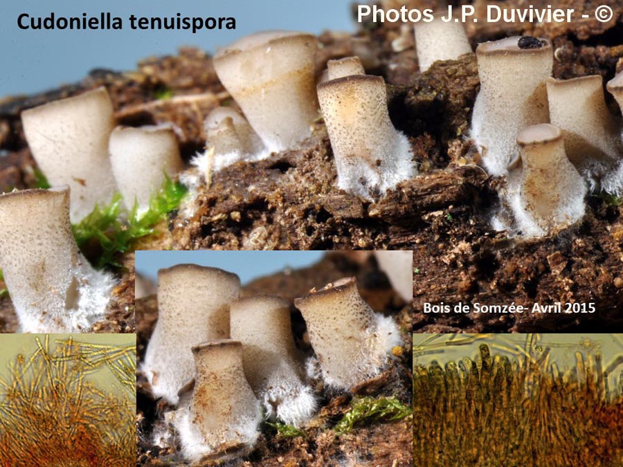 Cudoniella tenuispora