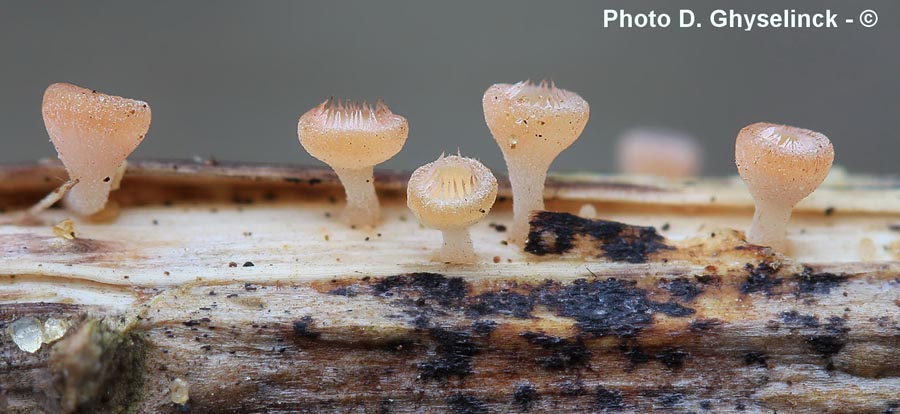 Cyathicula coronata (Crocicreas coronatum)