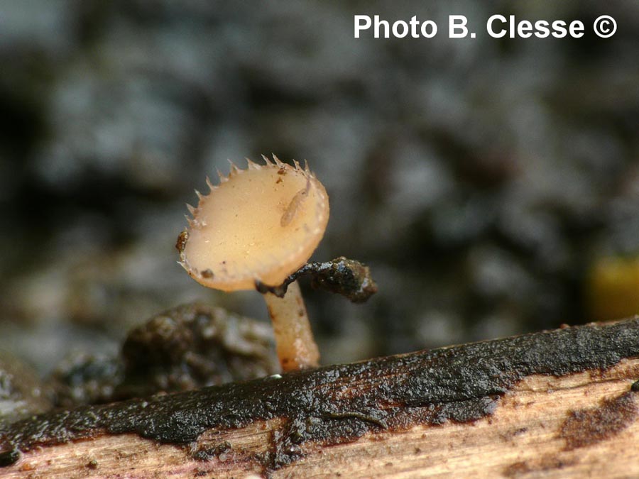 Cyathicula coronata (Crocicreas coronatum)