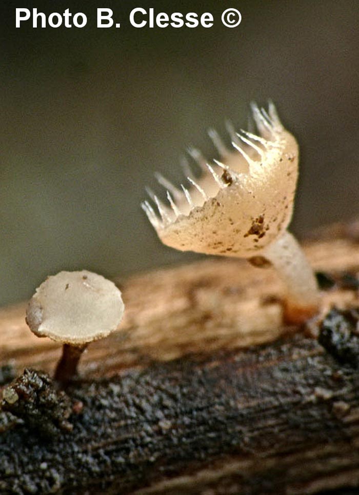 Cyathicula coronata (Crocicreas coronatum)