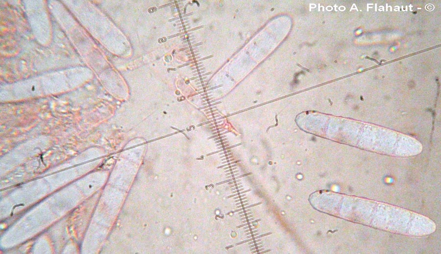 Cylindrocarpon candidum