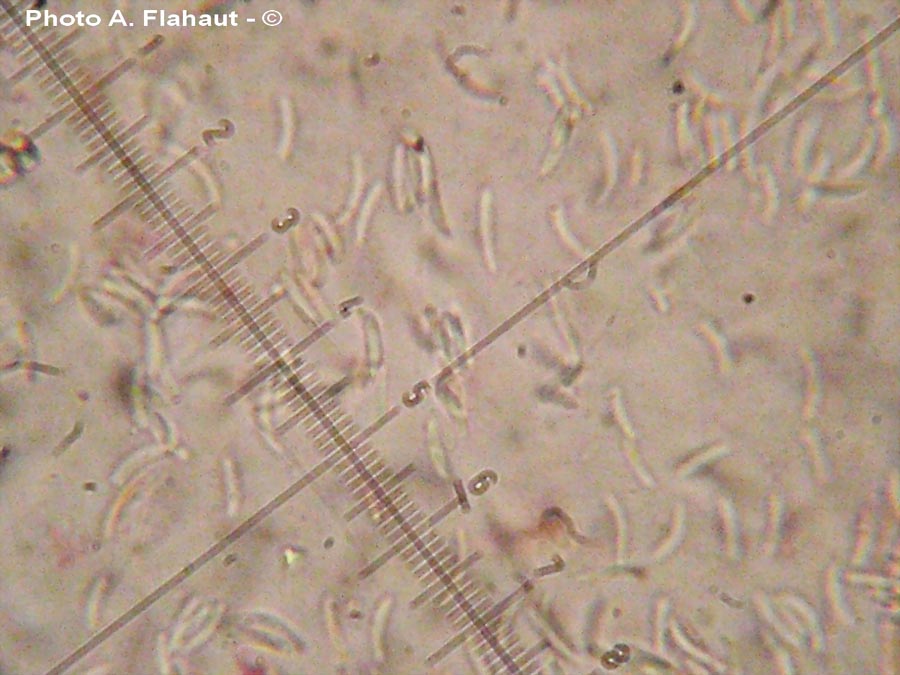 Cytospora ambiens