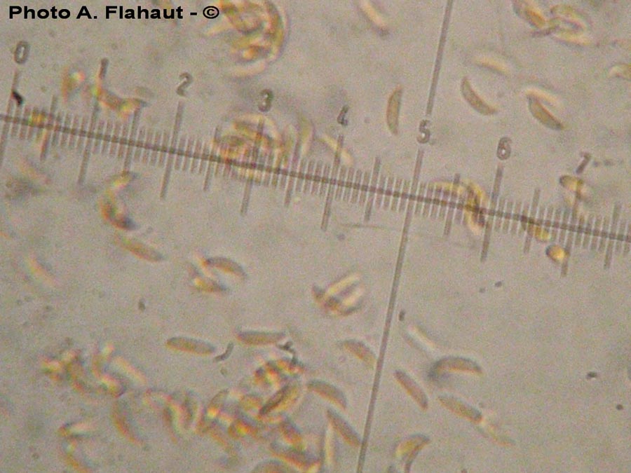 Cytospora clypeata