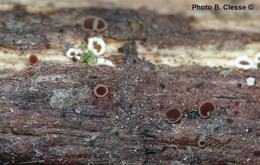 Dasyscyphus castaneus