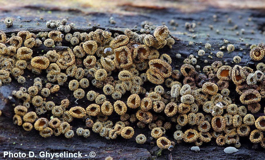 Dasyscyphus cerinus (Neodasyscypha cerina)