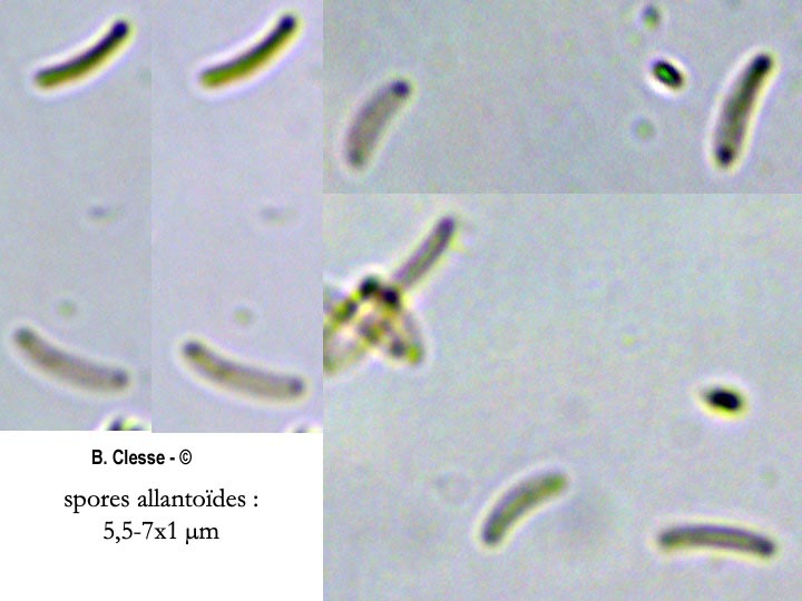 Diatrype bullata