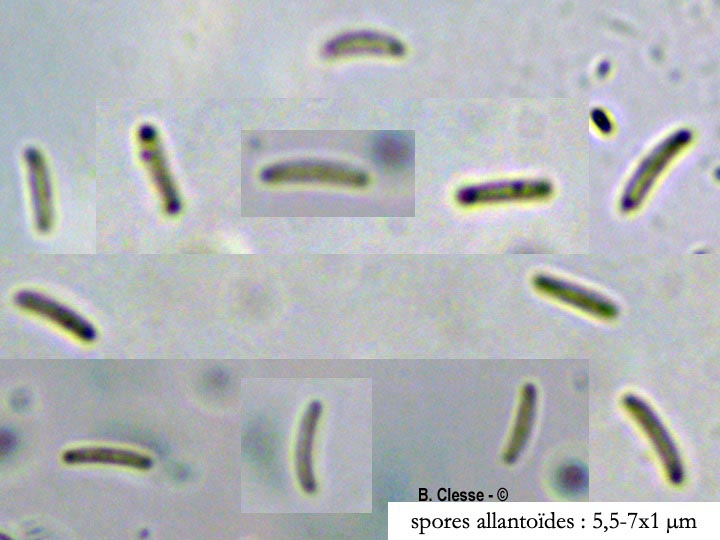 Diatrype bullata