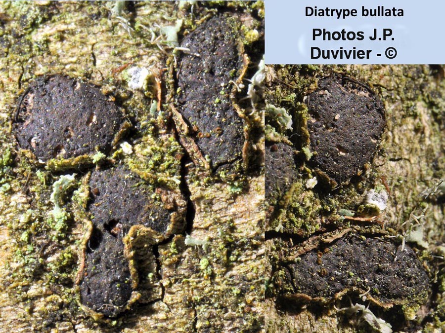 Diatrype bullata