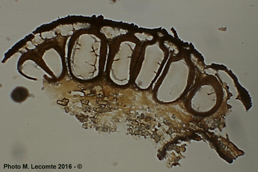 Diatrype stigma