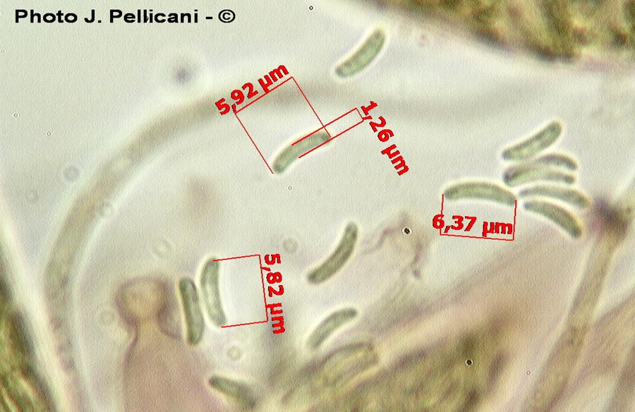 Diatrypella favacea