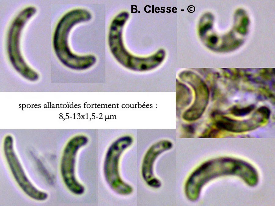 Diatrypella quercina