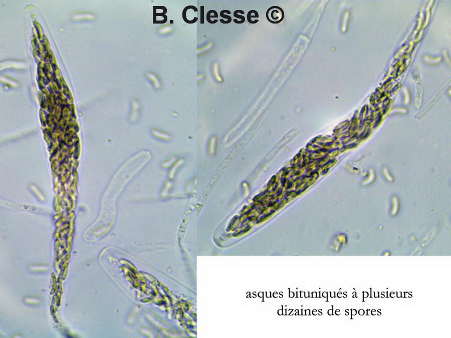 Diatrypella verruciformis