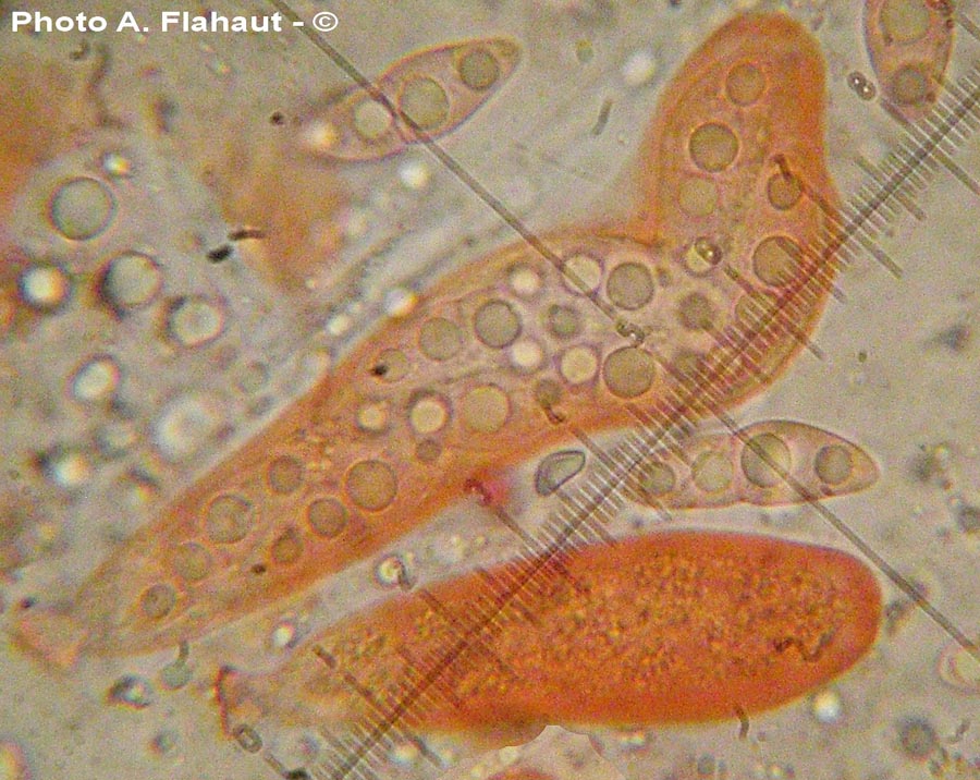 Didymella proximella