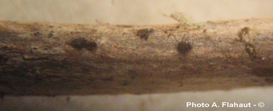 Dinemasporium graminum