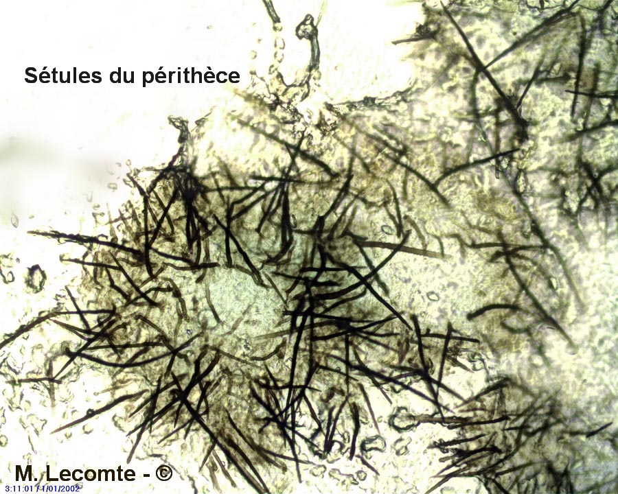 Dinemasporium strigosum