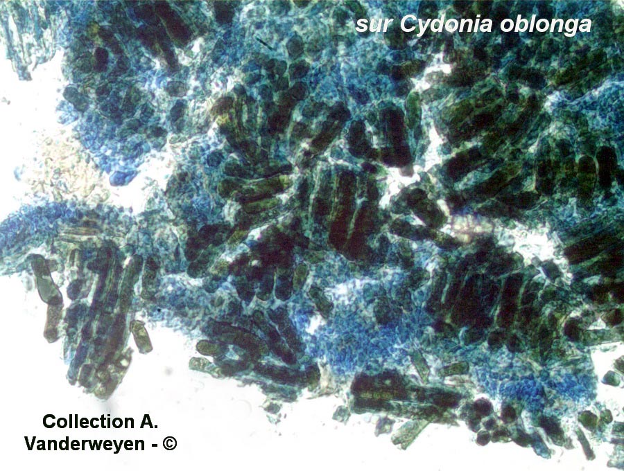 Diplocarpon mespili