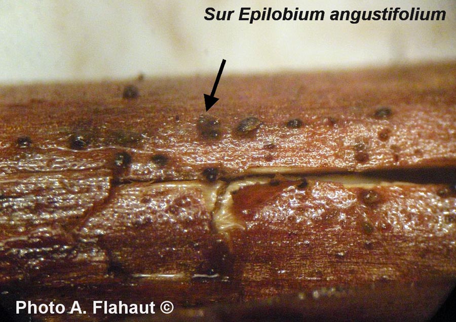 Discostroma tostum