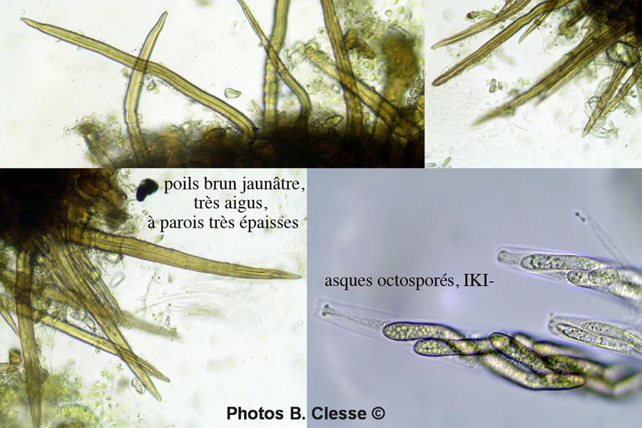 Lasiosphaeria strigosa (Echinosphaeria strigosa)