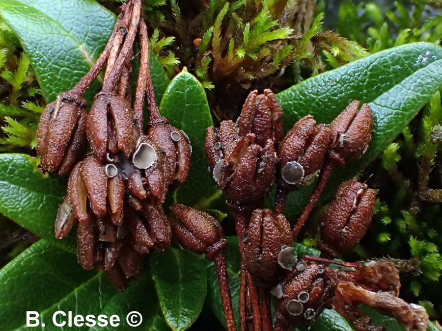 Encoeliopsis rhododendri