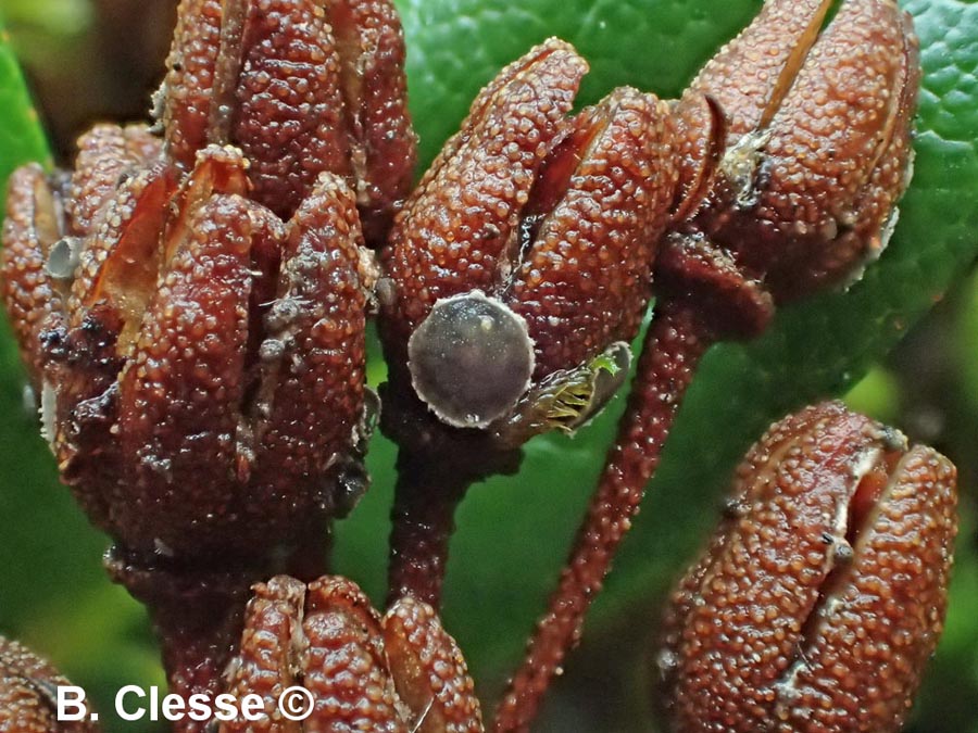 Encoeliopsis rhododendri