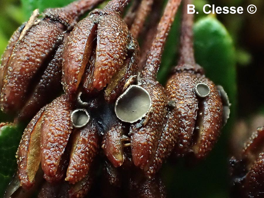 Encoeliopsis rhododendri