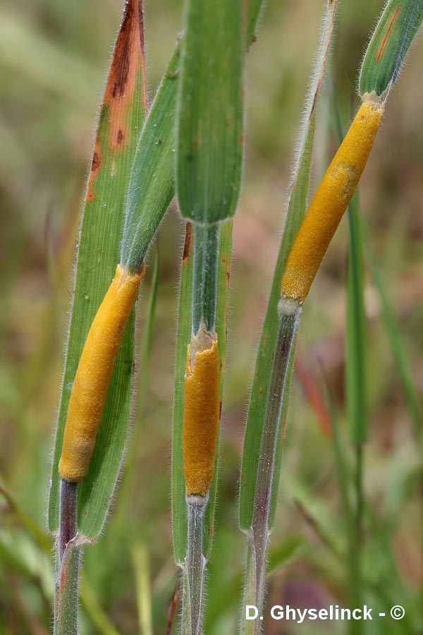 Epichloe clarkii