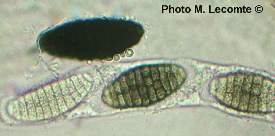 Fenestella phaeospora