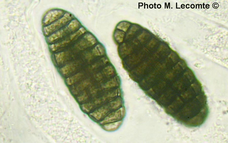 Fenestella phaeospora