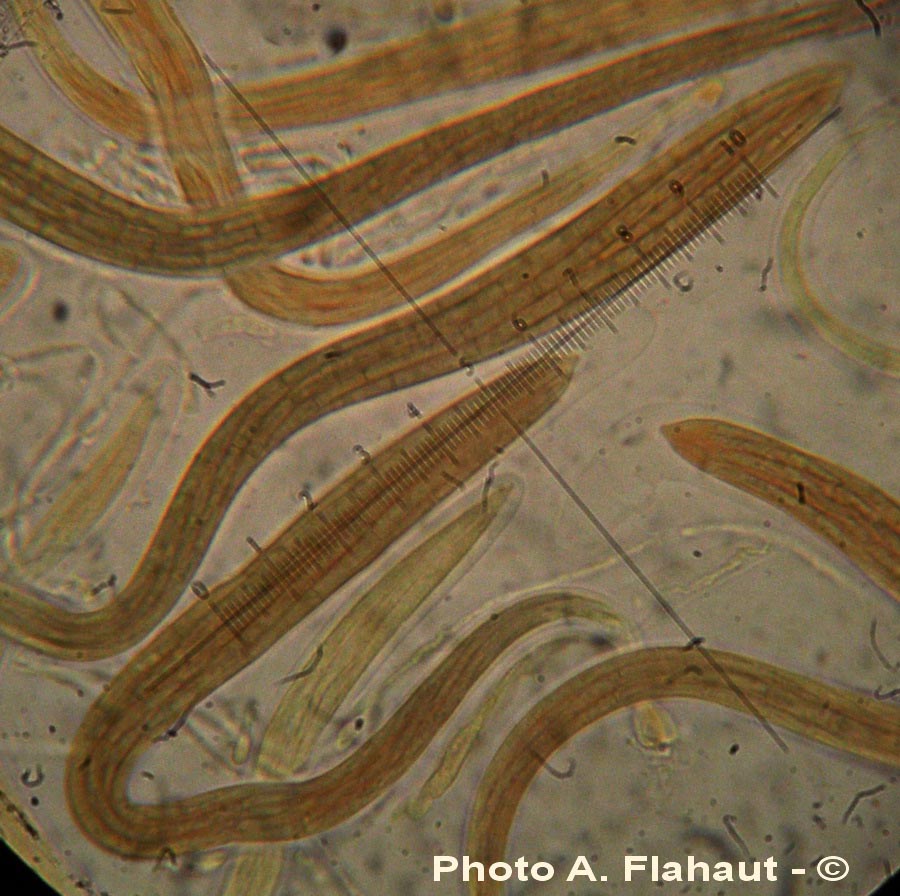 Gaeumannomyces graminis