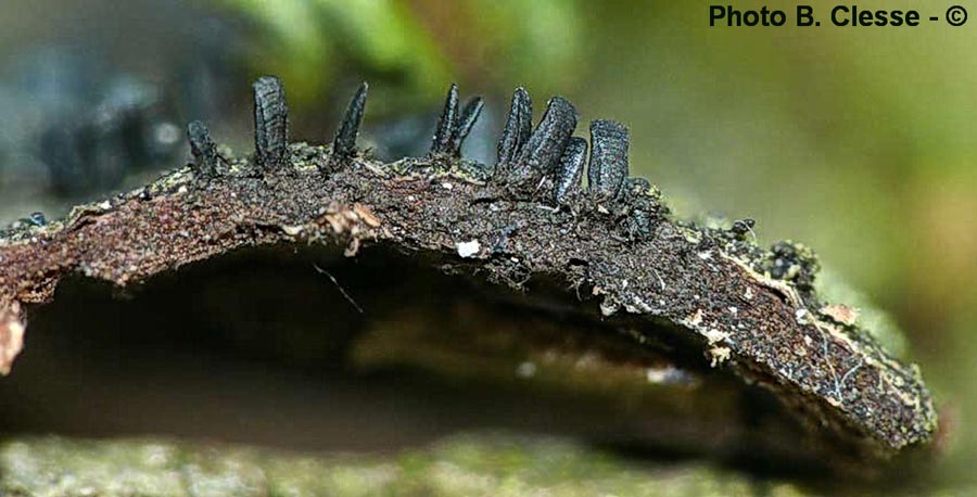 Glyphium elatum