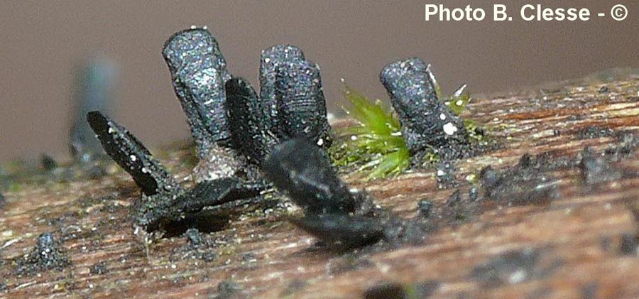 Glyphium elatum