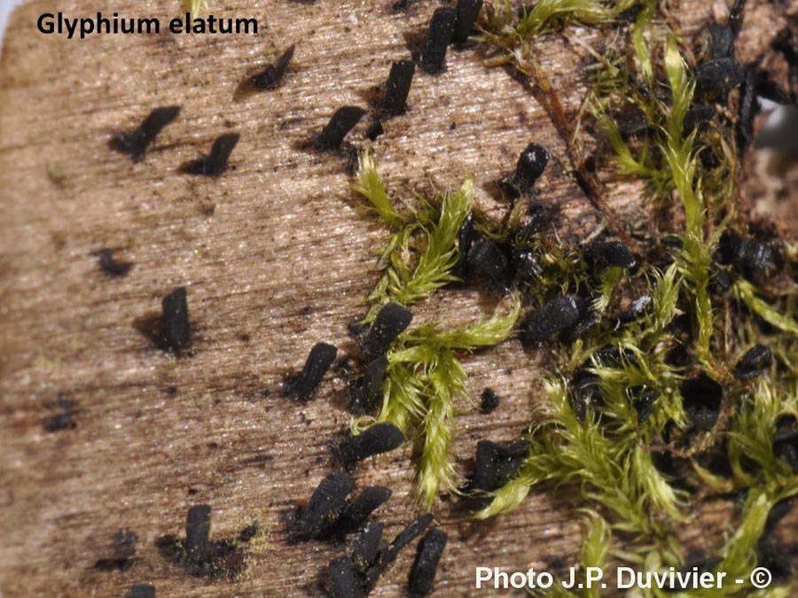 Glyphium elatum