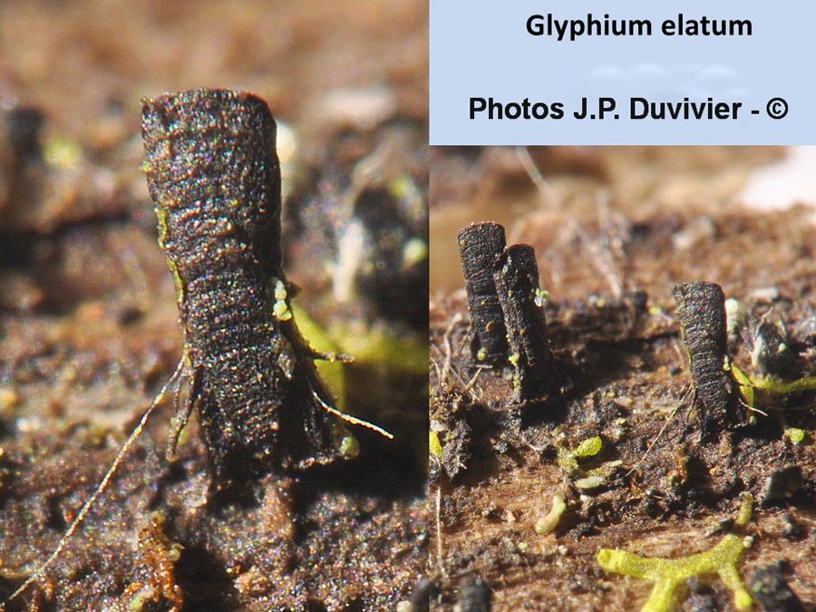 Glyphium elatum