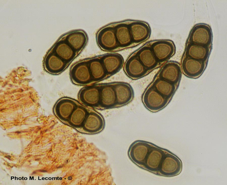 Hapalocystis berkeleyi