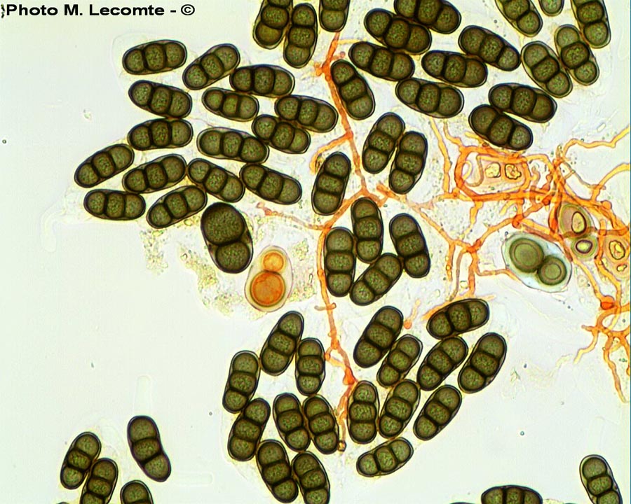 Hapalocystis berkeleyi