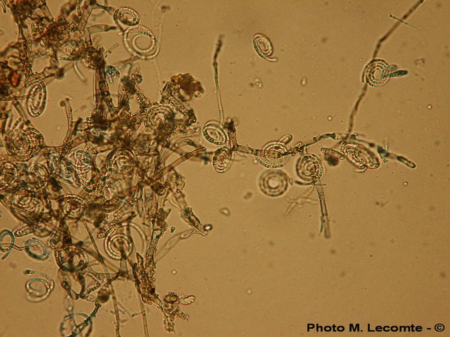 Helicosporium