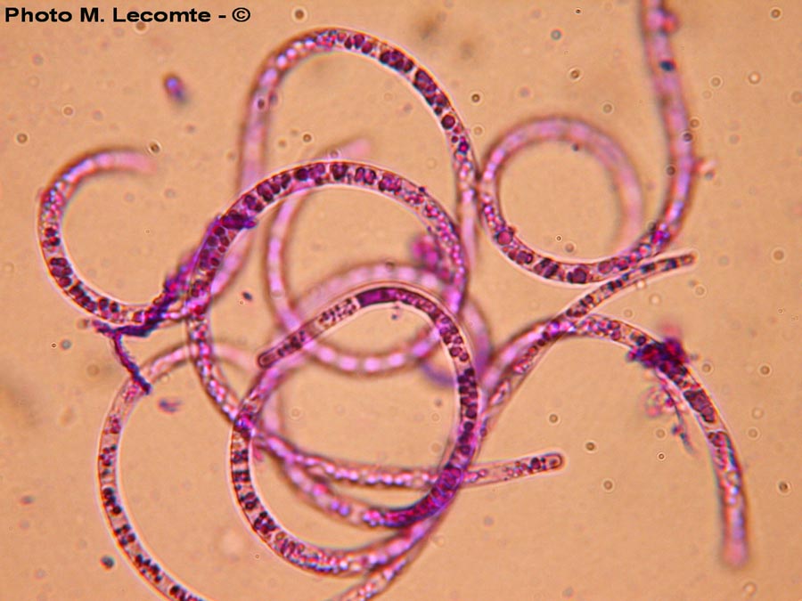 Helicosporium