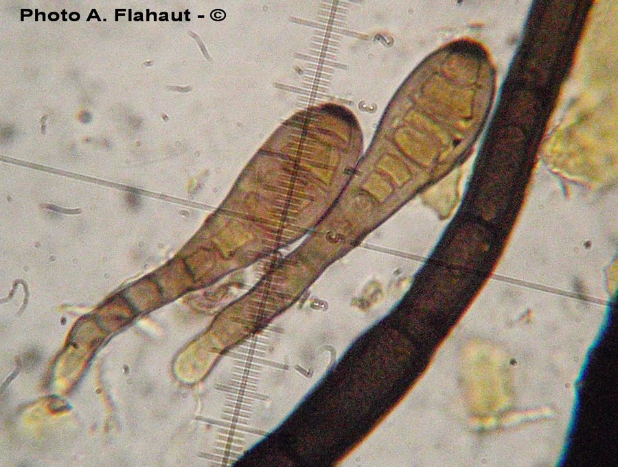 Helminthosporium velutinum